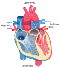2000px-Heart_diagram_blood_flow_en.svg.png